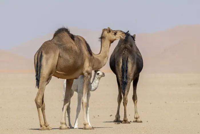 Framed Print : Dromedary (Camelus dromedarius)