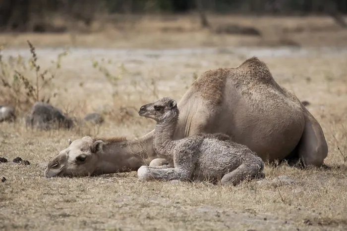 Framed Print : Dromedary (Camelus dromedarius) with young Framed Print : Dromedary (Camelus dromedarius) with young