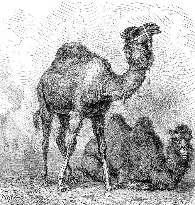 Framed Print : Dromedaryy (Camelus dromedarius) and a Bactrian camel (Camelus bactrianus) 1889 Framed Print : Dromedaryy (Camelus dromedarius) and a Bactrian camel (Camelus bactrianus) 1889