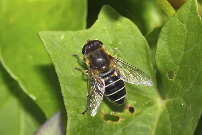 Framed Print : Drone fly, dronefly (Eristalis tenax) Framed Print : Drone fly, dronefly (Eristalis tenax)