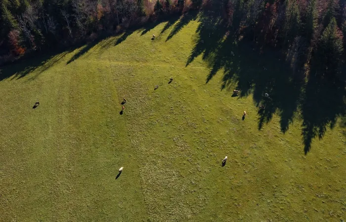 Framed Print : Drone image, alpine meadow with herd of cattle near Faistenau