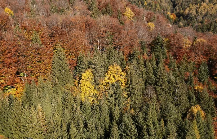 Framed Print : Drone image, autumnal mixed forest on the Schafberg near Sankt Wolfgang am Wolfgangsee