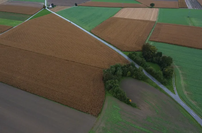 Framed Print : Drone image, country road leads through grain fields with a group of trees