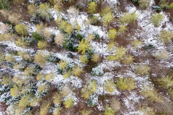 Framed Print : Drone image, mixed forest, Schurwald Framed Print : Drone image, mixed forest, Schurwald