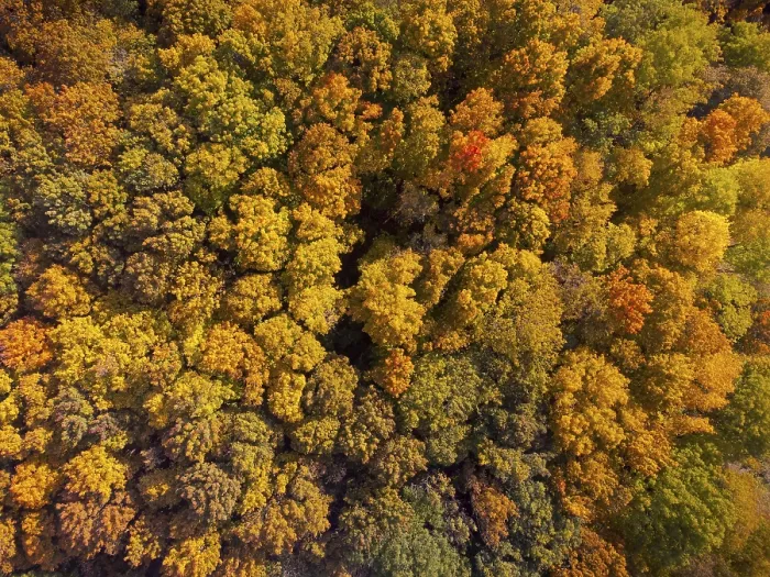 Framed Print : Drone looking down on beautiful colorful variegated autumn foliage of deciduous forest in October Framed Print : Drone looking down on beautiful colorful variegated autumn foliage of deciduous forest in October