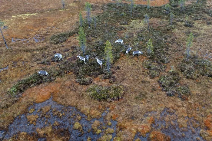 Framed Print : Drone shot, aerial view, wetland Framed Print : Drone shot, aerial view, wetland