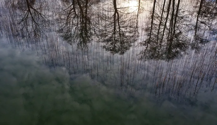 Framed Print : Drone shot, bare trees are reflected in the water at the reed belt Framed Print : Drone shot, bare trees are reflected in the water at the reed belt
