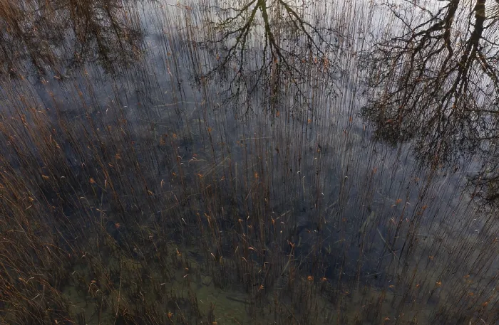 Framed Print : Drone shot, bare trees are reflected in the water at the reed belt Framed Print : Drone shot, bare trees are reflected in the water at the reed belt