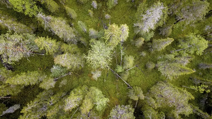 Framed Print : Drone shot, boreal, arctic conifers