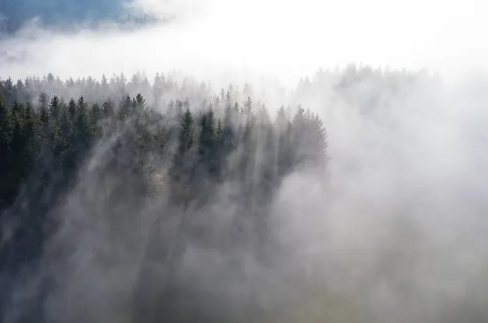 Framed Print : Drone shot, coniferous forest rising from ground fog