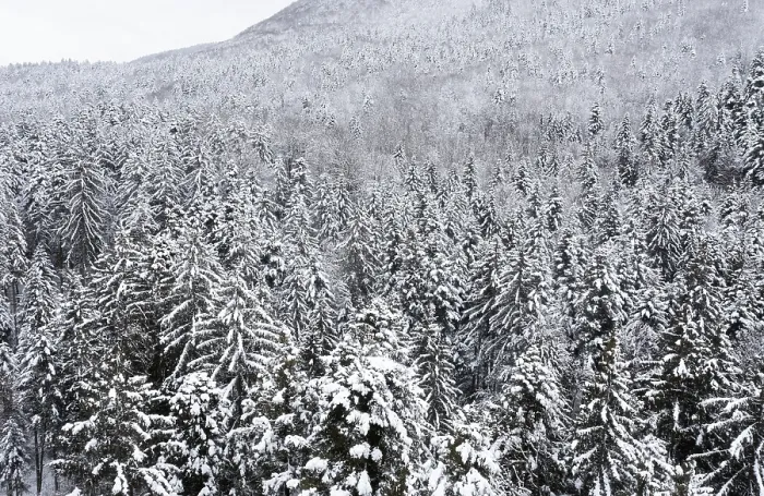 Framed Print : Drone shot, deep snowy coniferous forest