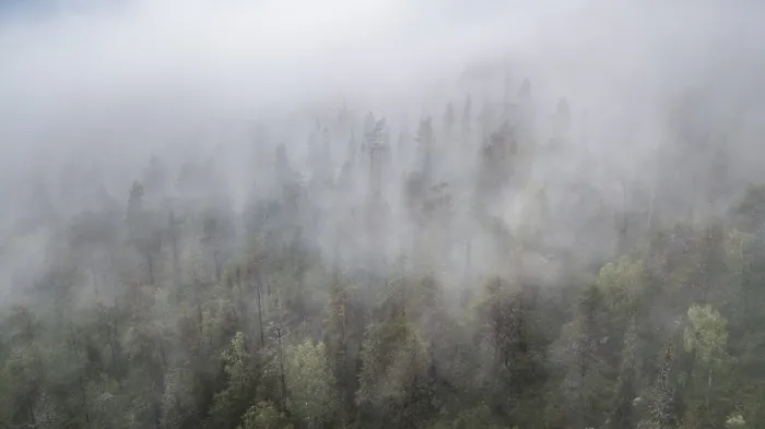 Framed Print : Drone shot, fog in boreal, arctic forest