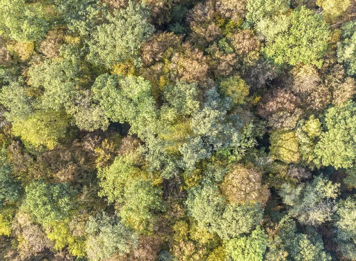 Framed Print : Drone shot of a mixed forest in autumn Framed Print : Drone shot of a mixed forest in autumn
