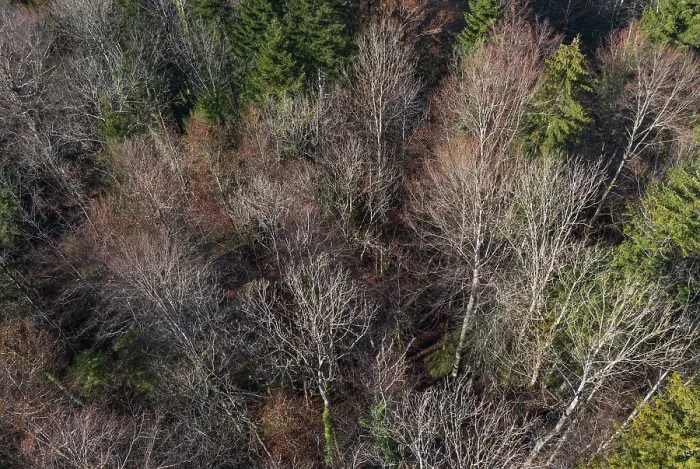 Framed Print : Drone shot, Undeciduous deciduous trees in mixed forest from above Framed Print : Drone shot, Undeciduous deciduous trees in mixed forest from above