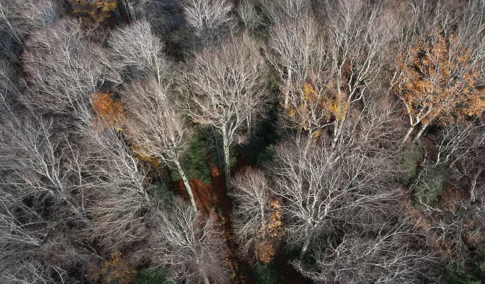 Framed Print : Drone shot, Undeciduous deciduous trees in mixed forest from above Framed Print : Drone shot, Undeciduous deciduous trees in mixed forest from above