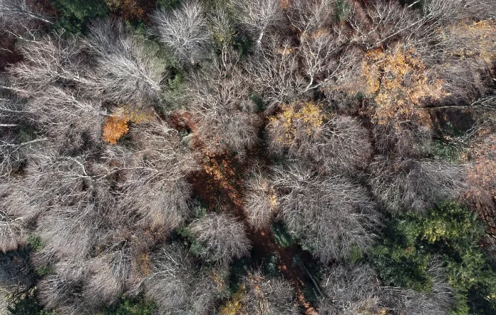 Framed Print : Drone shot, Undeciduous deciduous trees in mixed forest from above
