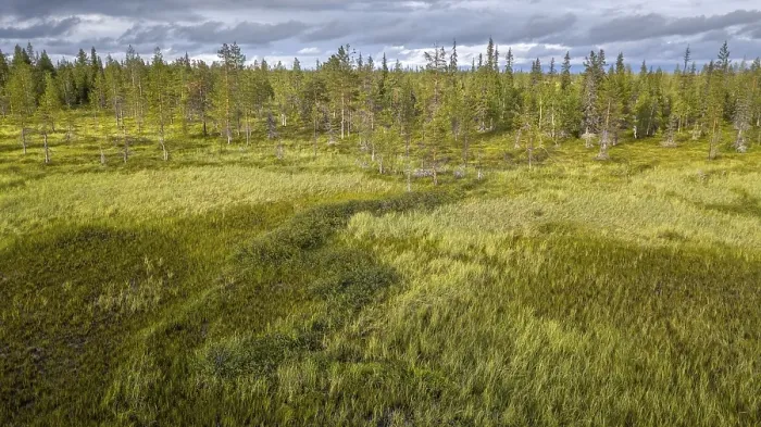 Framed Print : Drone view, aerial photo, arctic boreal forest with Pines (Pinus) in wetland
