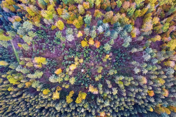 Framed Print : Drone view of forest in autumn Framed Print : Drone view of forest in autumn