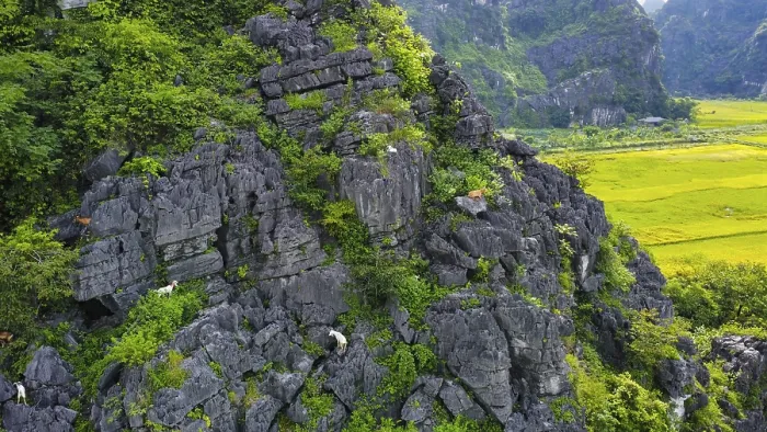 Framed Print : A drone view of mountain goats in the karstic mountains of Ninh Binh