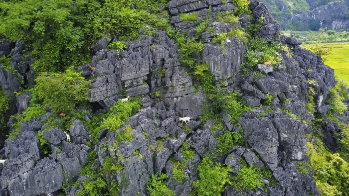 Framed Print : A drone view of mountain goats in the karstic mountains of Ninh Binh