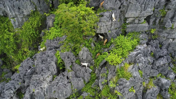 Framed Print : A drone view of mountain goats in the karstic mountains of Ninh Binh