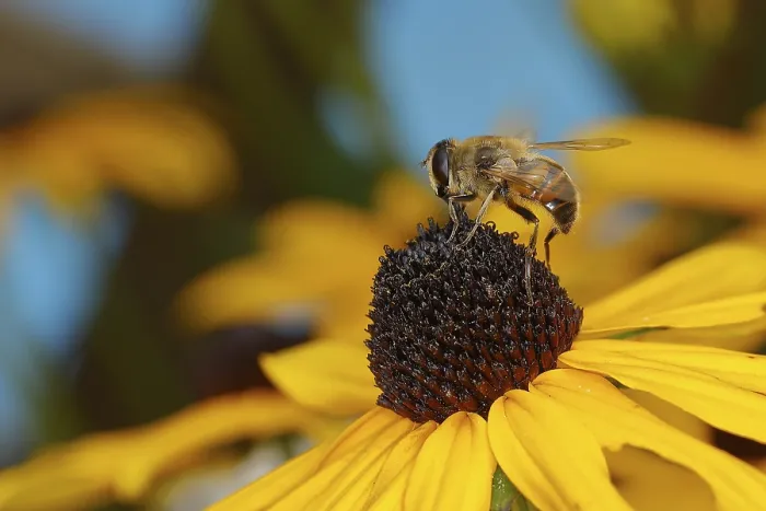 Framed Print : Dronefly (Eristalis tenax) on yellow coneflower (Echinacea paradoxa)