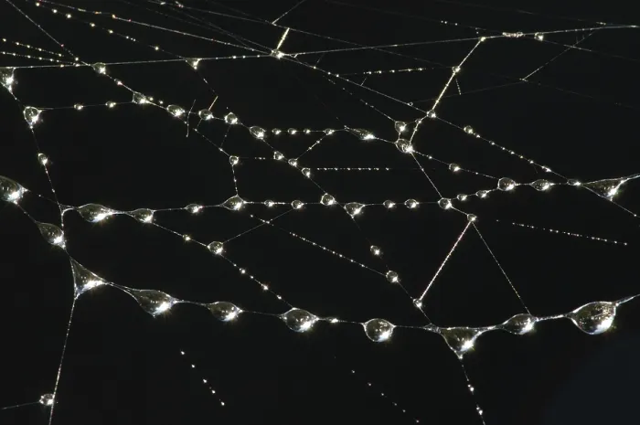 Framed Print : Drops of dew on the web in the early morning