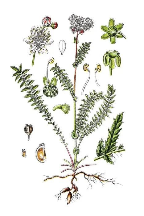 Framed Print : Dropwort, Fern-leaf dropwort (Filipendula vulgaris)
