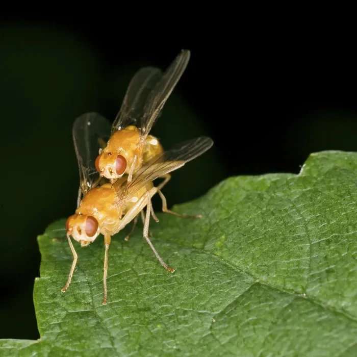 Framed Print : Drosophila melanogaster