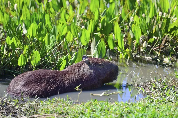 Framed Print : Drowsy capybara (Hydrochoerus hydrochaeris) lying in shallow water Framed Print : Drowsy capybara (Hydrochoerus hydrochaeris) lying in shallow water