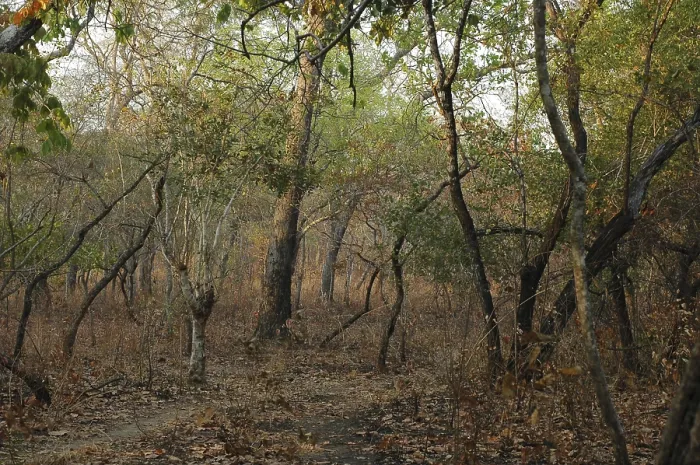 Framed Print : Dry deciduous forest in Malawi Framed Print : Dry deciduous forest in Malawi