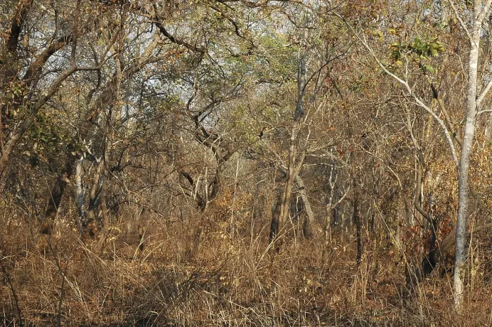 Framed Print : Dry deciduous forest in Malawi Framed Print : Dry deciduous forest in Malawi