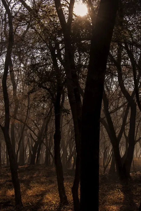 Framed Print : Dry deciduous forests of Ranthambhore national park on a winter evening