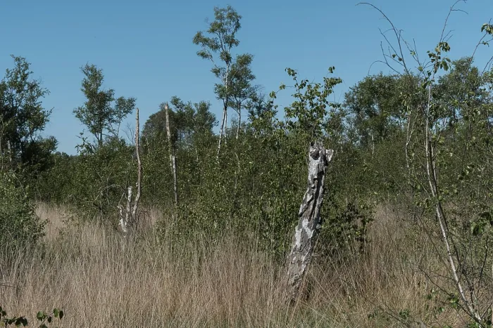 Framed Print : Dry grass and dead trees are growing in a field under a clear blue sky