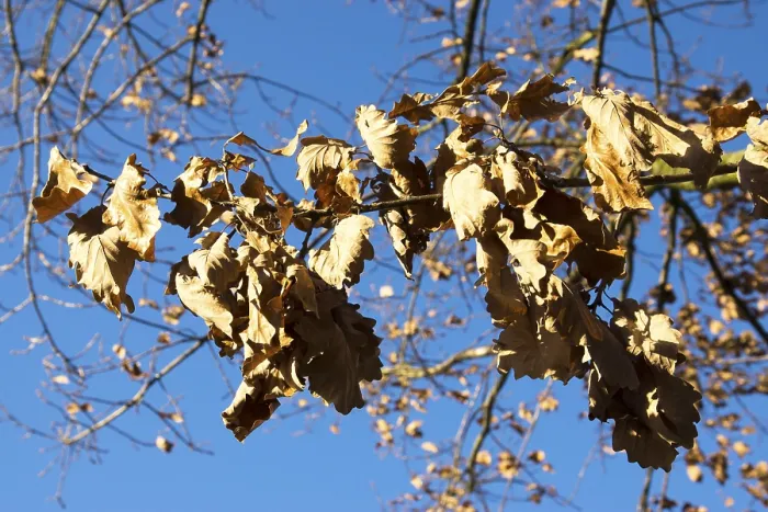 Framed Print : Dry leaves on a tree