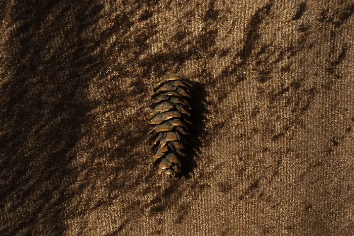 Framed Print : Dry pine cones as forest nature elements background