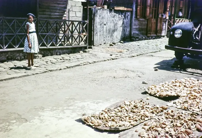 Framed Print : Drying copra outside houses, Soufriere, St Lucia, Windward Islands, West Indies, 1962 Framed Print : Drying copra outside houses, Soufriere, St Lucia, Windward Islands, West Indies, 1962