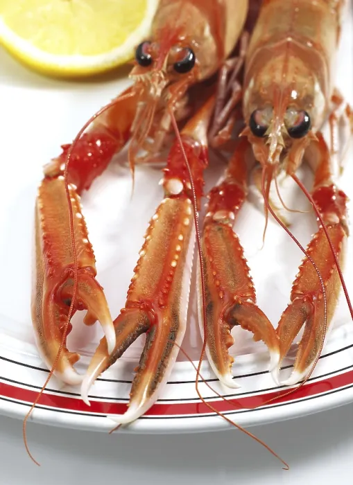 Framed Print : DUBLIN BAY PRAWN OR NORWAY HOBSTER OR SCAMPI ephrops norvegicus ON PLATE