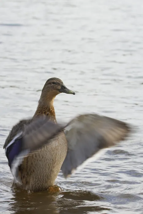 Framed Print : Duck flapping its wings in the water
