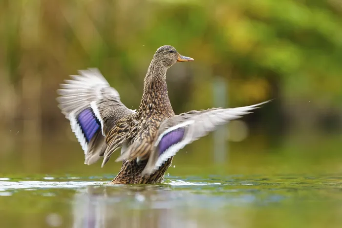Framed Print : The duck flaps its wings dynamically