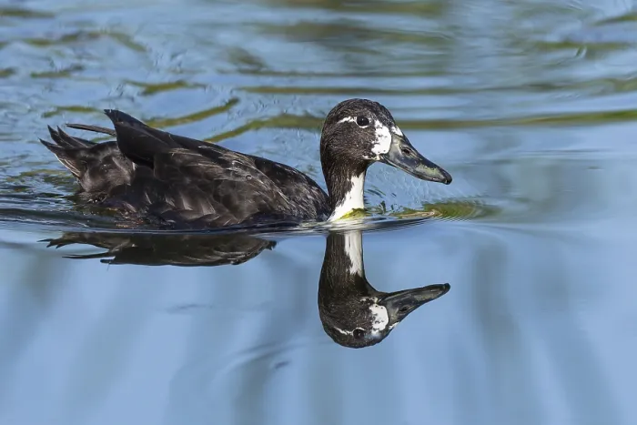 Framed Print : Duck hybrid swimming in water, Lower Austria