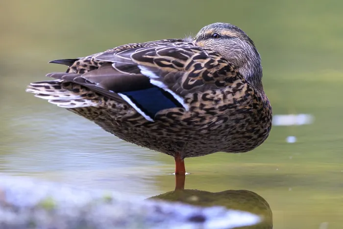 Framed Print : The duck lady stands calmly on one leg in shallow water