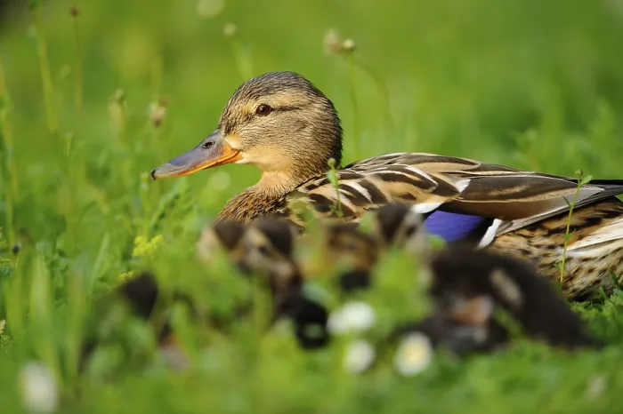 Framed Print : A duck lying in the grass with its chicks Framed Print : A duck lying in the grass with its chicks