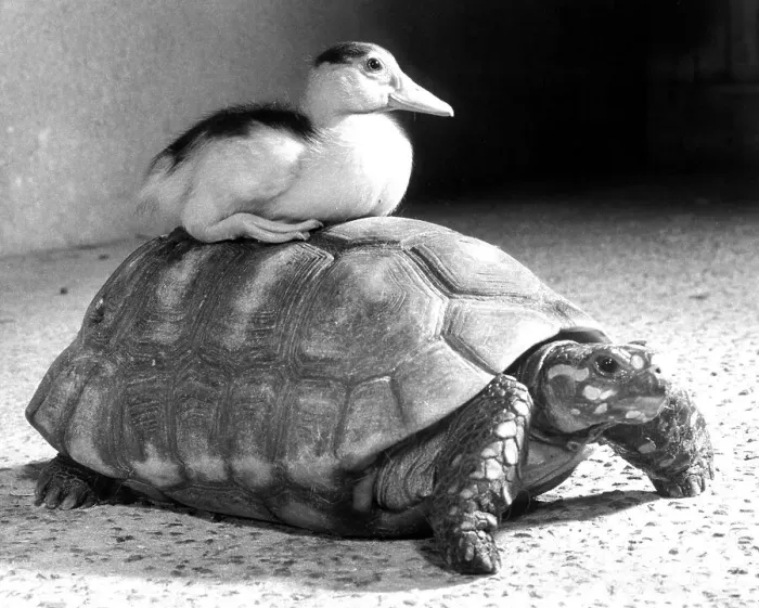 Framed Print : Duck sitting on a turtle, England, Great Britain Framed Print : Duck sitting on a turtle, England, Great Britain