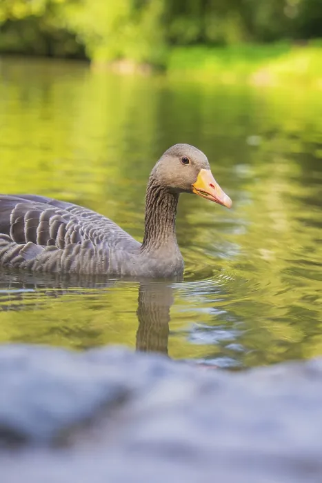Framed Print : A duck swims on a calm lake, surrounded by green nature and reflections in the water