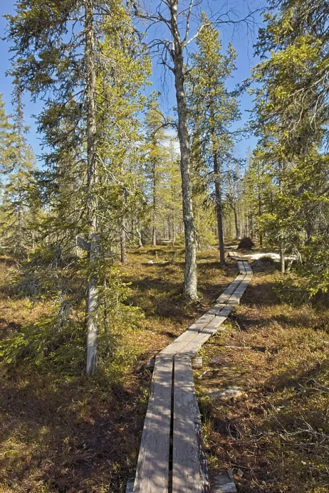 Framed Print : Duckboard trail at Sompio Strict Nature Reserve in sunny spring weather