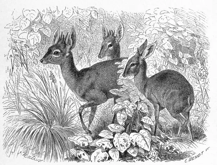 Framed Print : Ducker, Cephalophini, a tribus of hornbearers native to Africa Framed Print : Ducker, Cephalophini, a tribus of hornbearers native to Africa