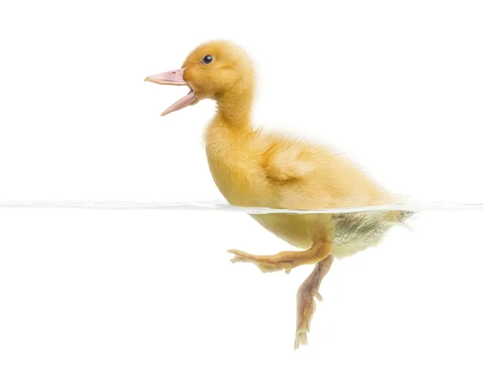 Framed Print : Duckling (7 days old) swimming and quacking Framed Print : Duckling (7 days old) swimming and quacking