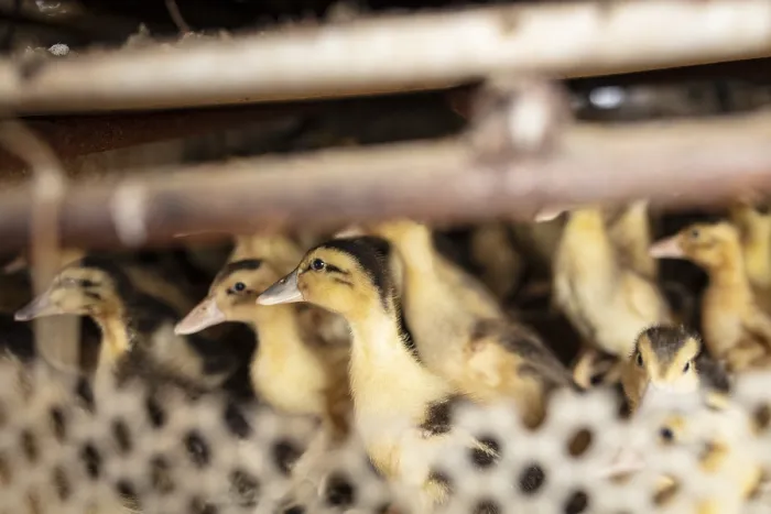 Framed Print : Ducklings at the duck breeding centre Jiang Su Xiang Gui Breeding Co