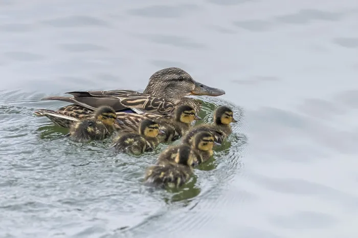 Framed Print : Ducklings Swimming, Mallard Duck Babies on Water Surface Framed Print : Ducklings Swimming, Mallard Duck Babies on Water Surface